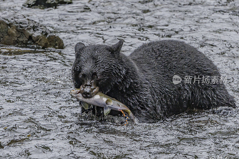 美国黑熊(Ursus americanus)，在阿拉斯加的凯克。在河里钓鲑鱼。Kupreanof岛。